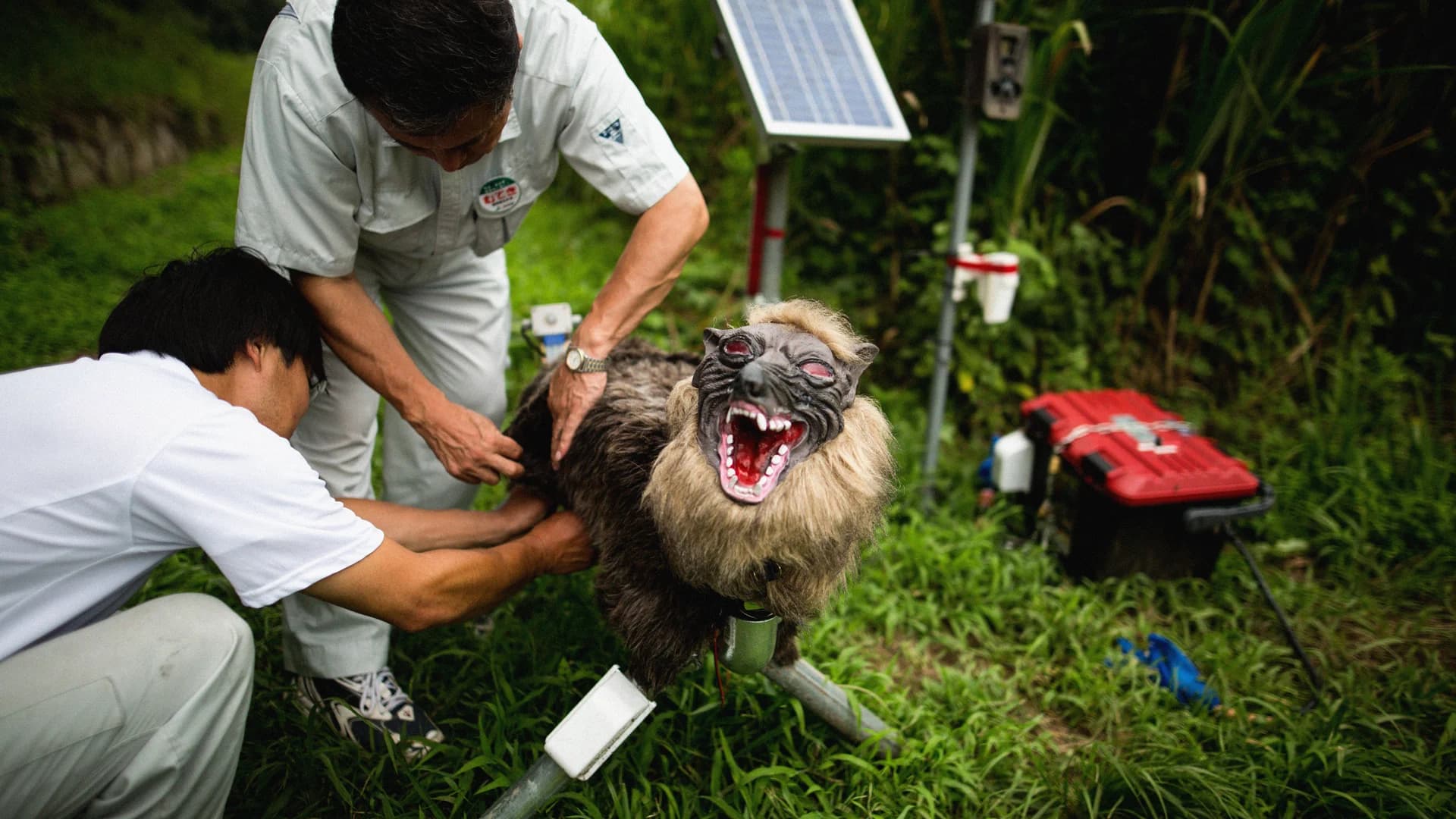 Japanese Robot Wolf Technology Offers New Model for Wildlife Protection