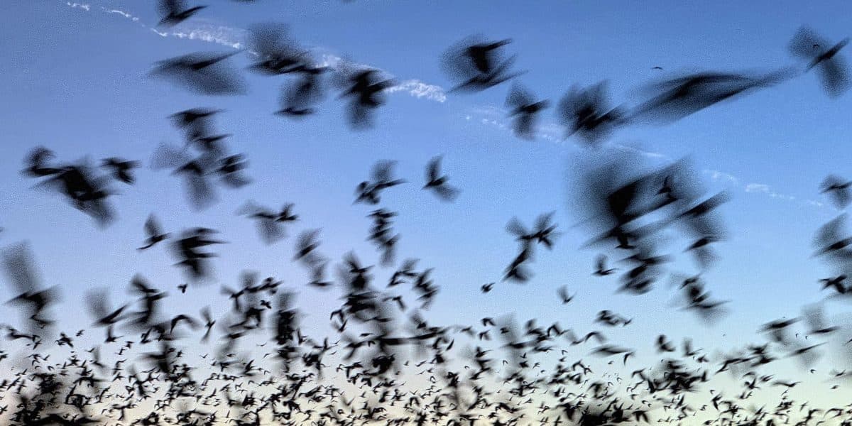 Bat Die-Off Creates Hidden Cost for American Agriculture