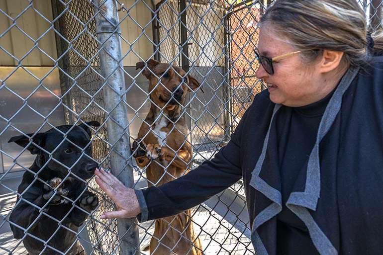 Leading with Purpose: Char-Meck Animal Care & Control's Communications Chief