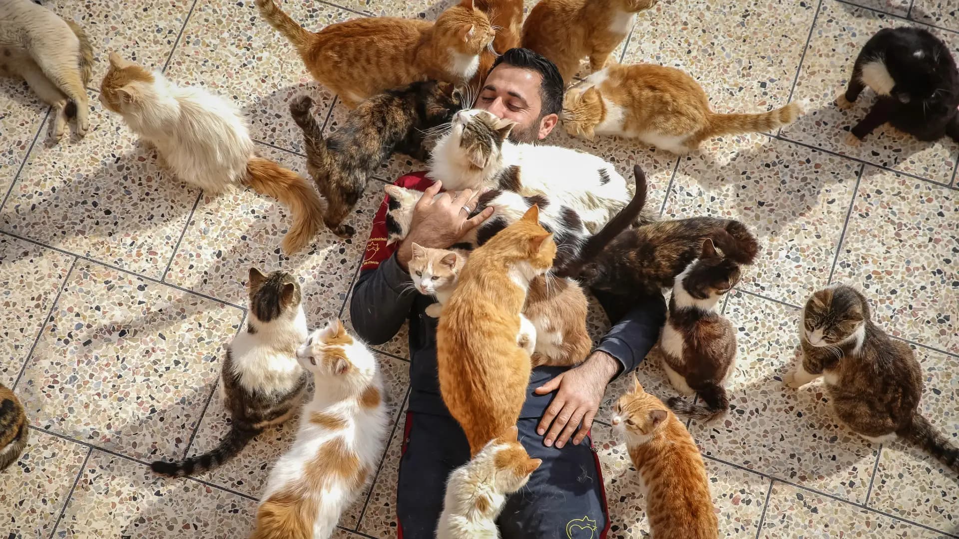 Cat-Human Health Connections: What Charlotte Businesses Should Know