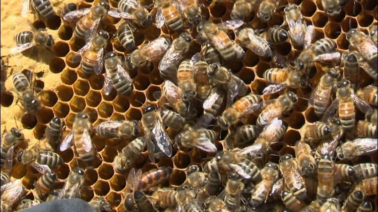 Pesticides, Urban Development Threaten Charlotte's Beekeeping Industry