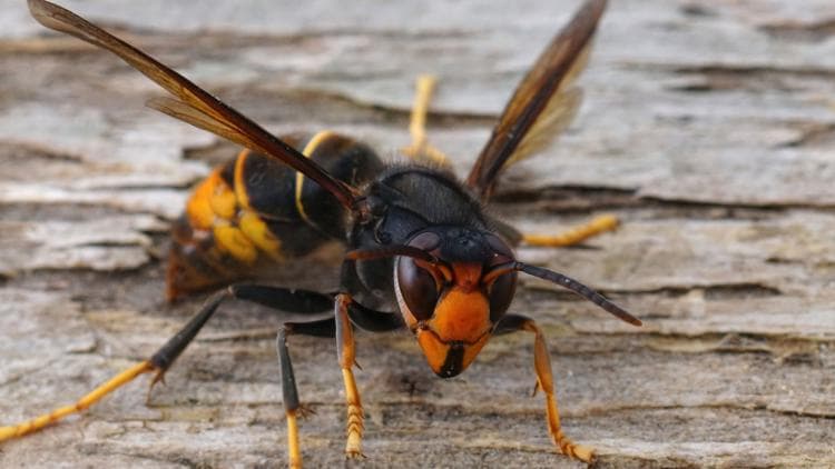 Invasive Hornets Spotted in Union County: What Local Beekeepers Should Know
