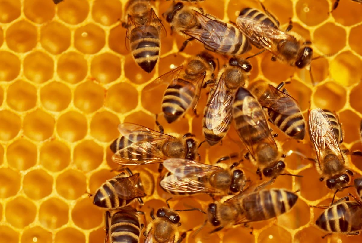 Beehiiv Expands Beyond Newsletters With Webinars, Paywall Tools