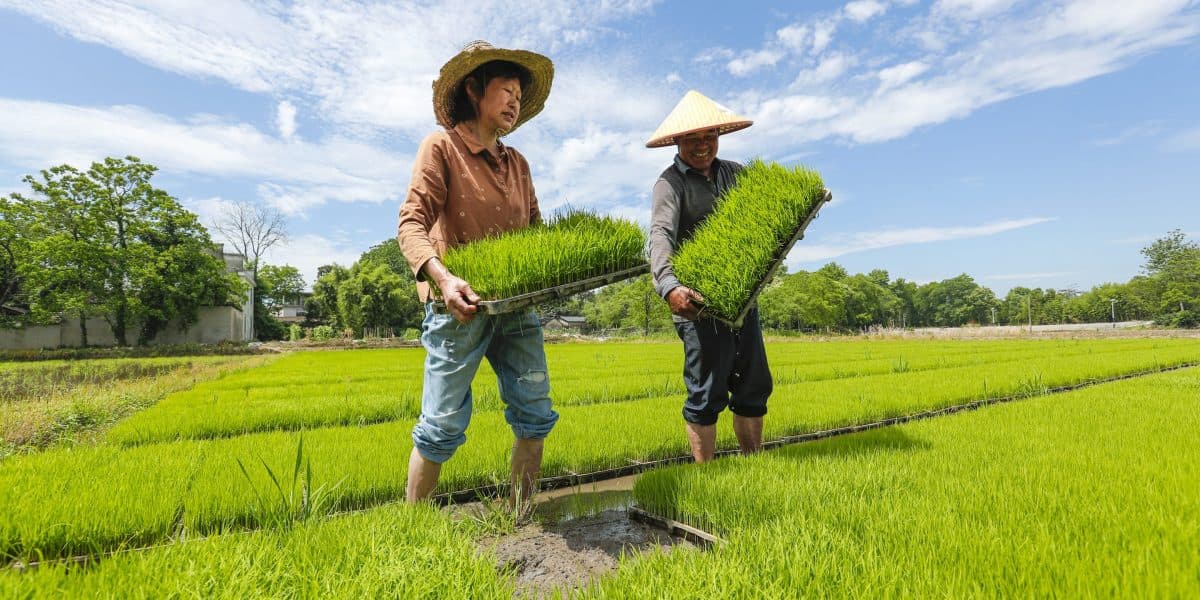 Rice Production's Carbon Problem: What It Means for NC Agriculture