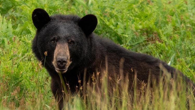Wildlife Alert: Black Bear Sighting Near Kings Mountain