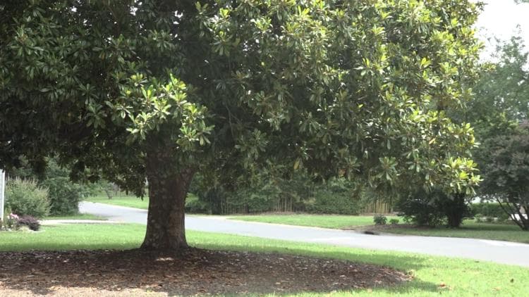 Carolinas' Drought Crisis Threatens Landscaping, Property Values