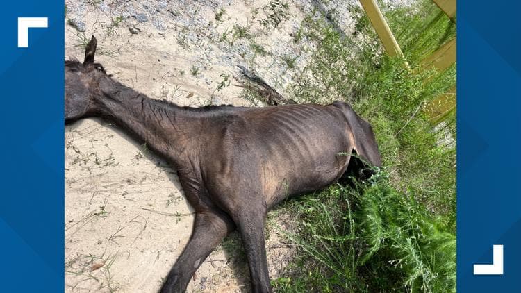 Animal Welfare Incident in Chesterfield Raises Regional Accountability Questions