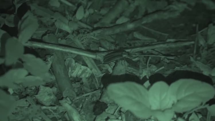 Rare Blue Ghost Firefly Spotted in Mecklenburg County