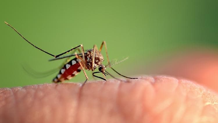 West Nile Virus Found in Mecklenburg County Mosquitoes
