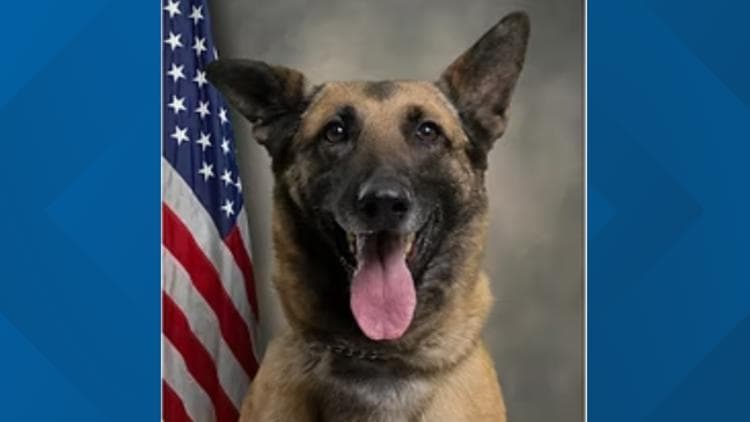 Law Enforcement Agency Reviews Workplace Safety After K9 Dies
