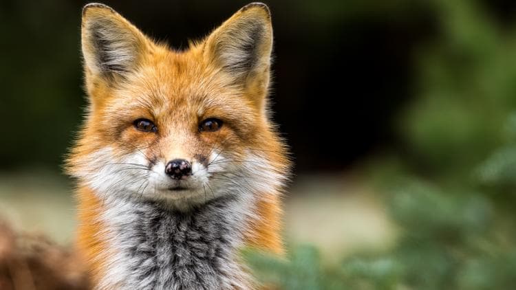 Rabies Cases Rise in Caldwell County: What Businesses Should Know