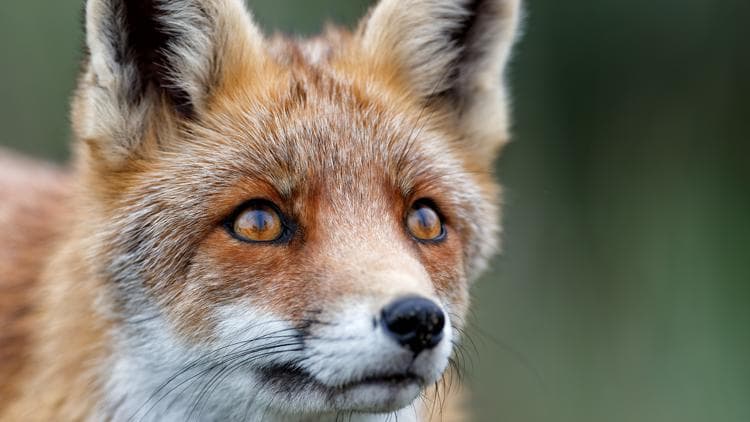 Rabies Alert Issued in Caldwell County Following Animal Detection