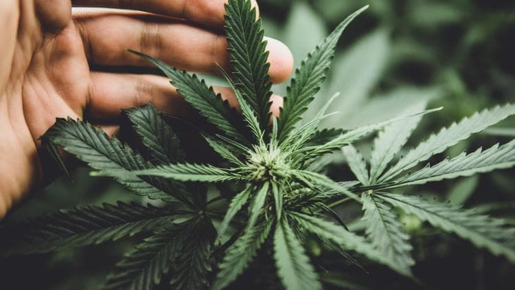 NC Hemp Industry Faces Existential Threat from Proposed THC Cap